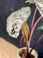 Zdjęcie rośliny Alocasia Nairobii Nights, ujęcie 2