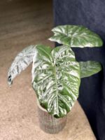 Zdjęcie rośliny Alocasia Nairobii Nights, ujęcie 3