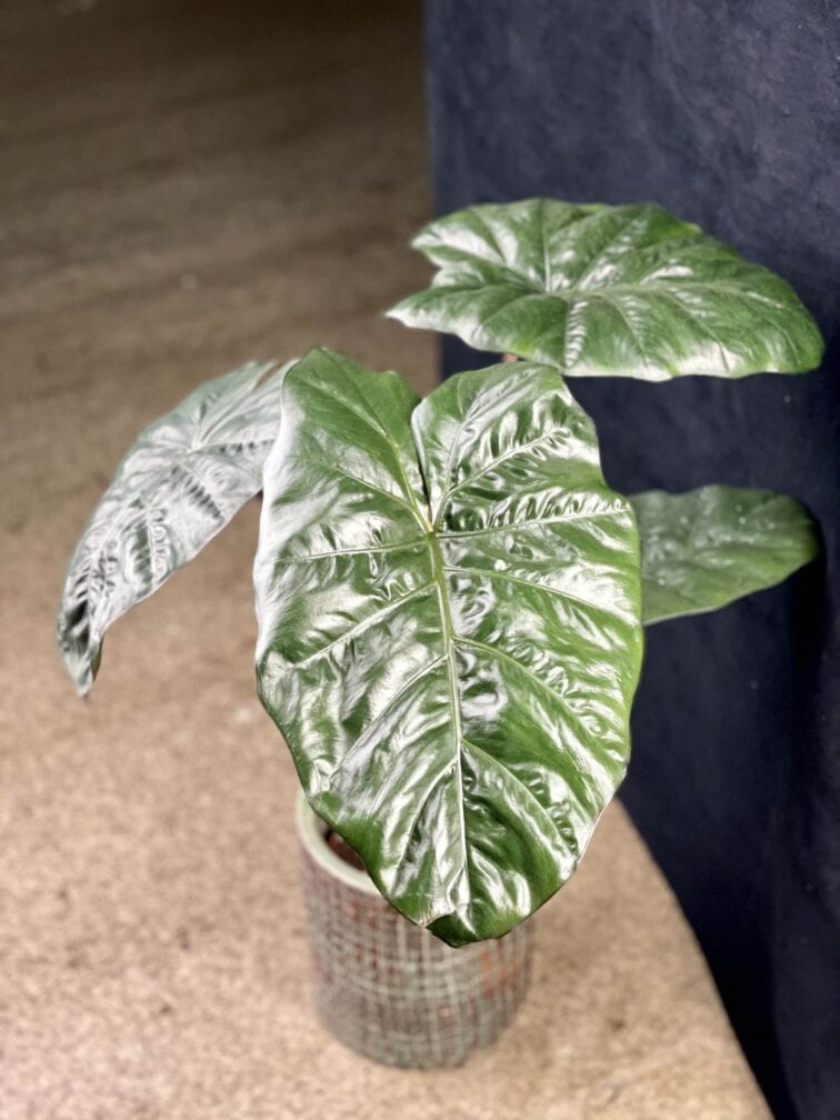 Zdjęcie rośliny Alocasia Nairobii Nights, ujęcie 3