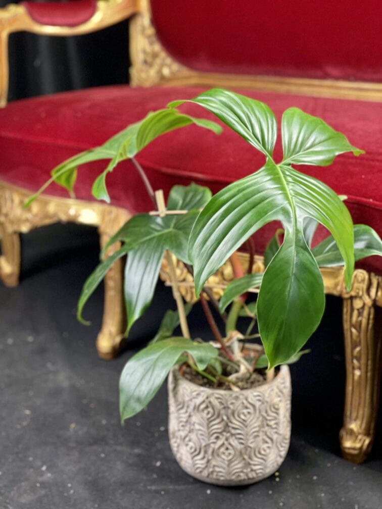 Zdjęcie rośliny Philodendron Florida Green, ujęcie 1
