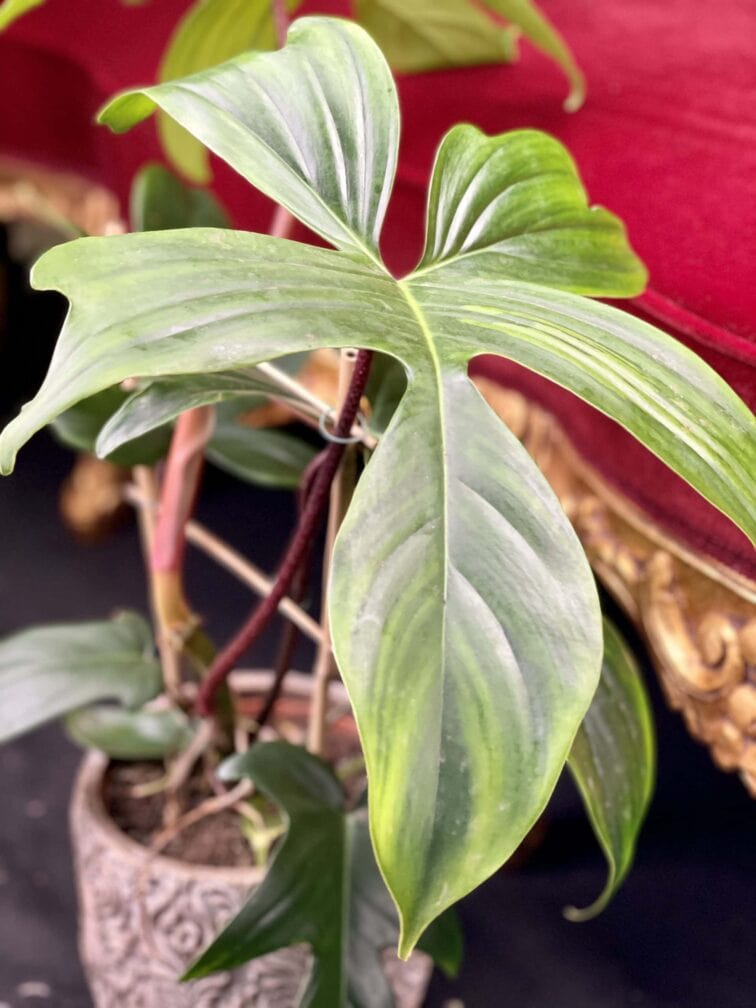 Zdjęcie rośliny Philodendron Florida Green, ujęcie 2