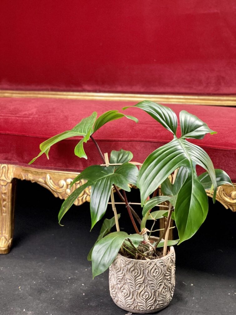 Zdjęcie rośliny Philodendron Florida Green, ujęcie 3