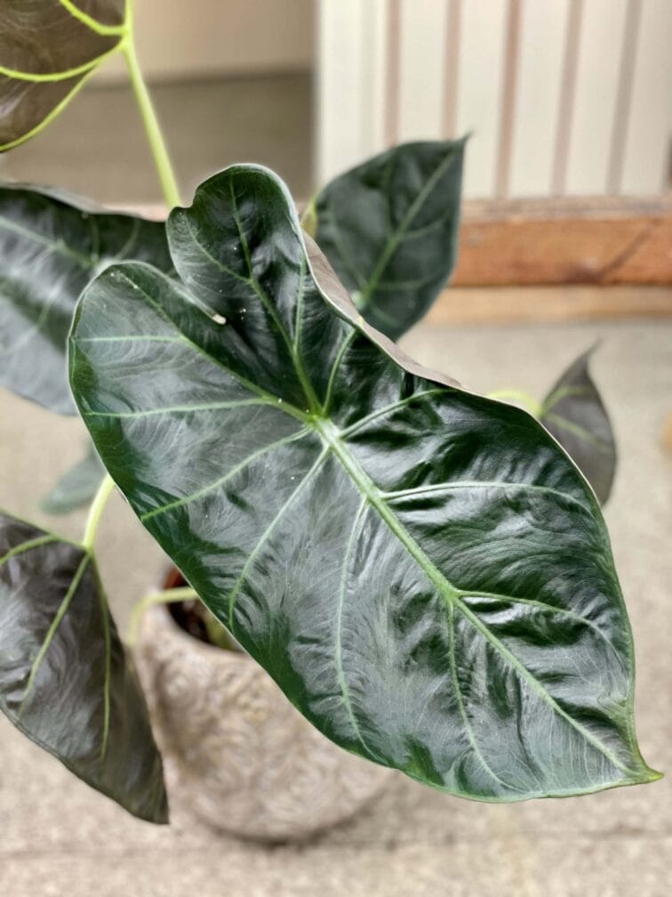 Zdjęcie rośliny Alocasia Regal Shields, ujęcie 1
