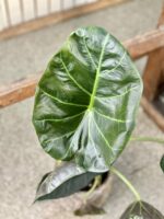 Zdjęcie rośliny Alocasia Regal Shields, ujęcie 2