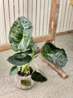 Zdjęcie rośliny Alocasia Regal Shields, ujęcie 3