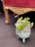 Zdjęcie rośliny Pilea White Splash, ujęcie 1