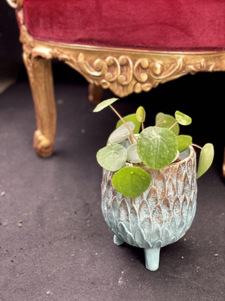 Zdjęcie rośliny Pilea White Splash, ujęcie 1