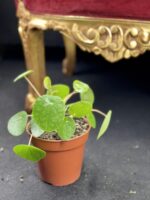 Zdjęcie rośliny Pilea White Splash, ujęcie 2