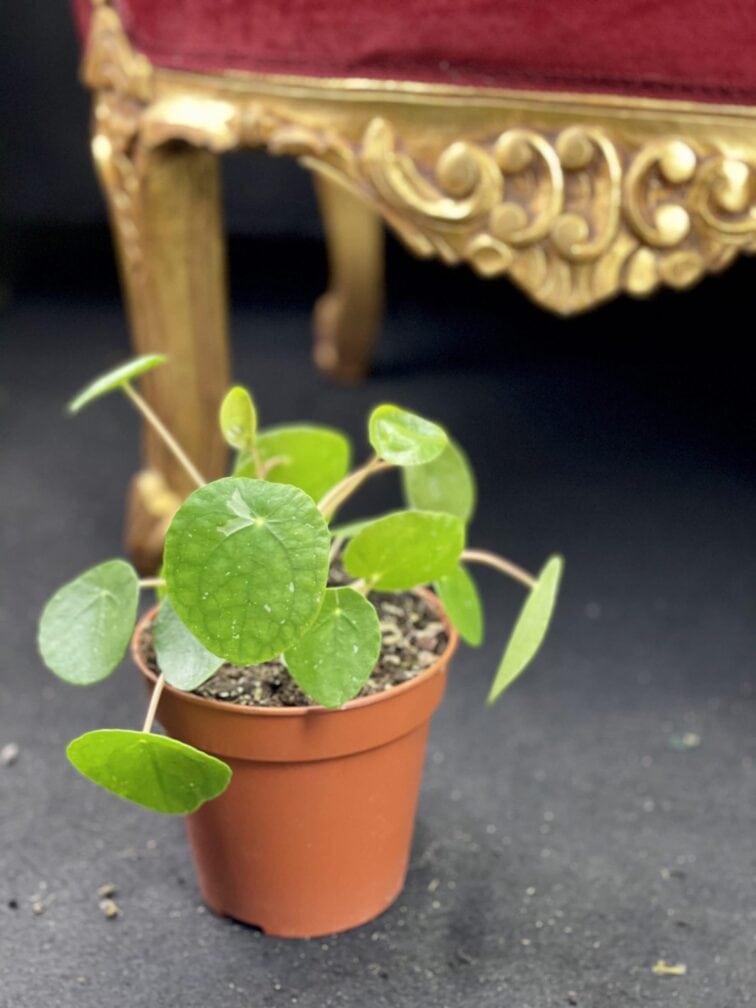 Zdjęcie rośliny Pilea White Splash, ujęcie 2