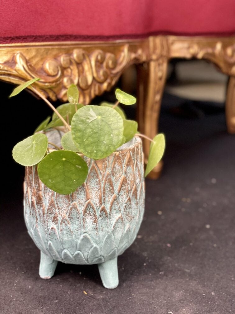 Zdjęcie rośliny Pilea White Splash, ujęcie 3