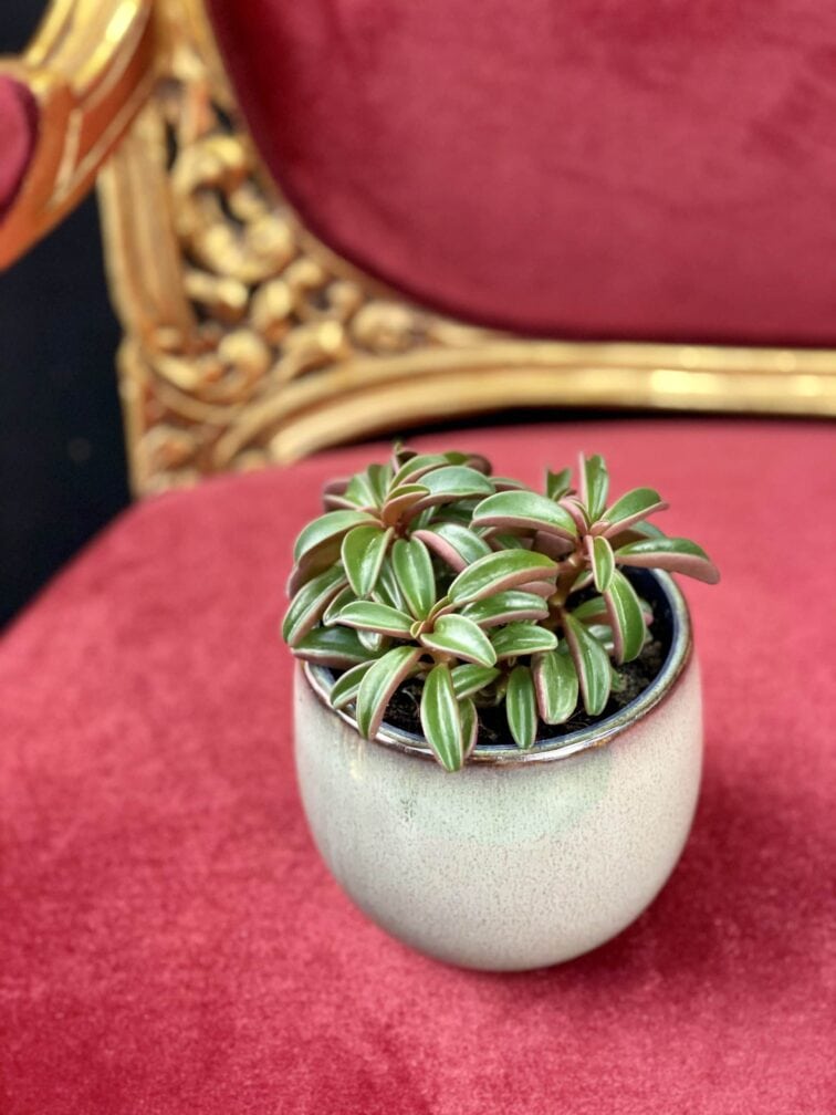 peperomia-ruby-glow_12x20-1_1611418579.0.jpg Zdjęcie rośliny Peperomia Ruby Glow, ujęcie 1