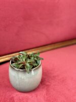 Zdjęcie rośliny Peperomia Ruby Glow, ujęcie 2