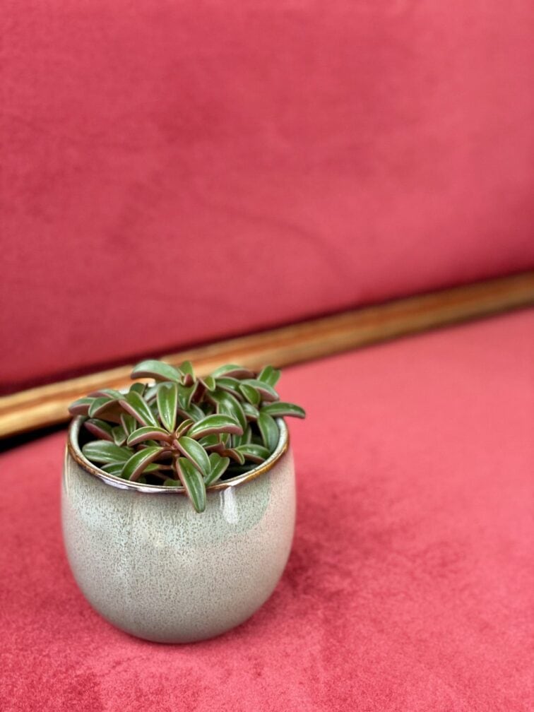 Zdjęcie rośliny Peperomia Ruby Glow, ujęcie 2