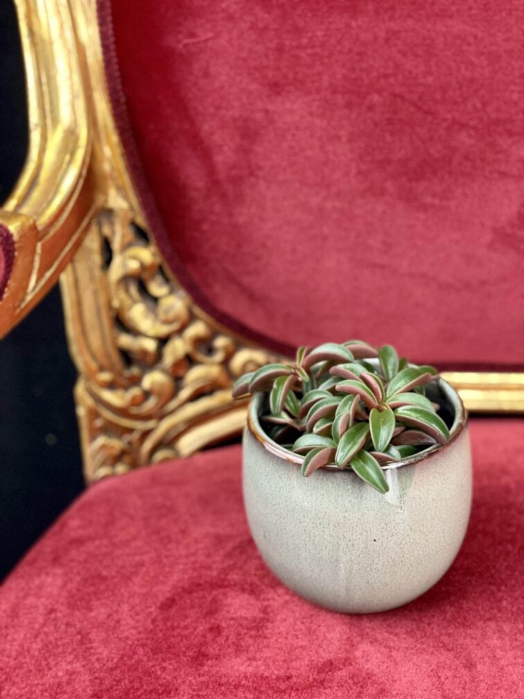 Zdjęcie rośliny Peperomia Ruby Glow, ujęcie 3