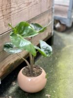 Zdjęcie rośliny Alocasia Stingray, ujęcie 1
