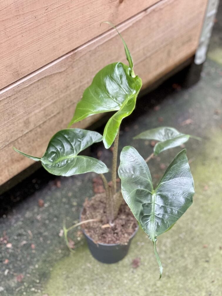 Zdjęcie rośliny Alocasia Stingray, ujęcie 2