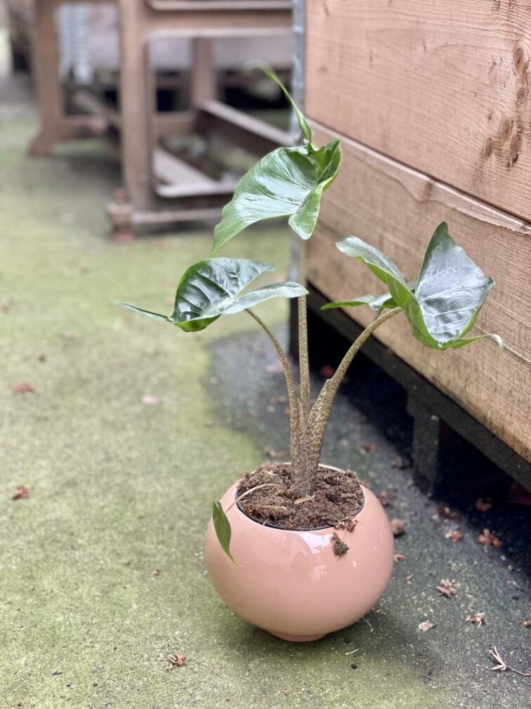 Zdjęcie rośliny Alocasia Stingray, ujęcie 3