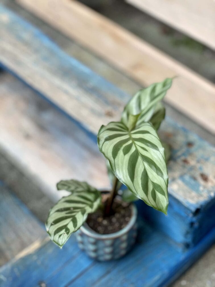 Zdjęcie rośliny Calathea Freddie, ujęcie 1