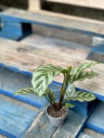Zdjęcie rośliny Calathea Freddie, ujęcie 2