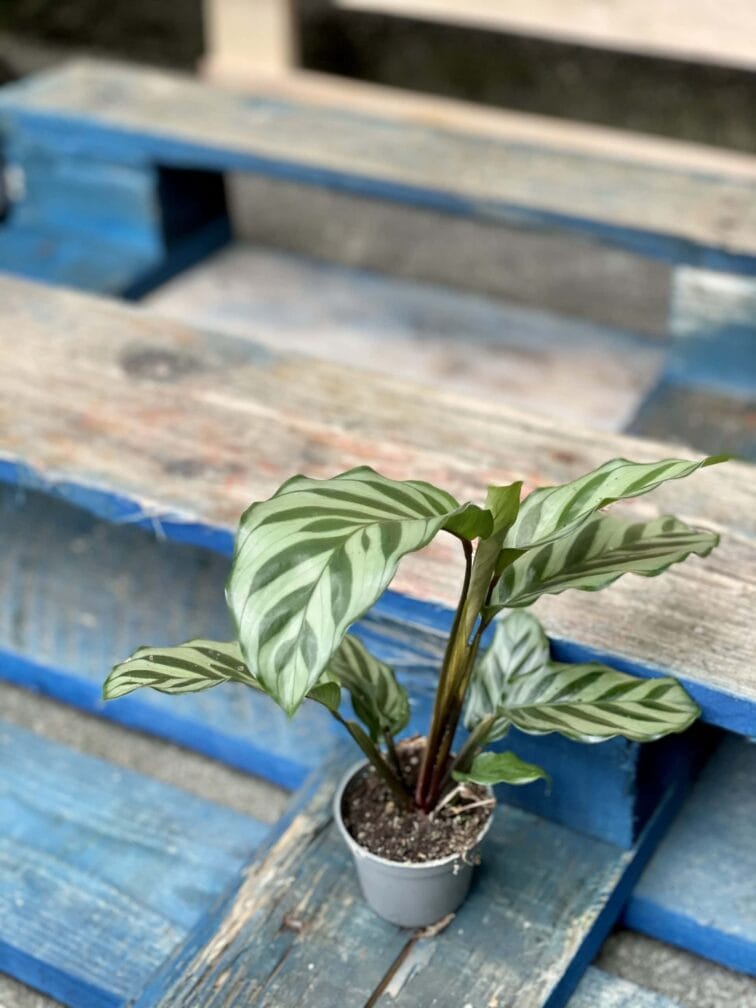 Zdjęcie rośliny Calathea Freddie, ujęcie 2