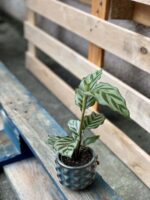 Zdjęcie rośliny Calathea Freddie, ujęcie 3