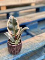 Zdjęcie rośliny Ficus Elastica Tineke, ujęcie 1