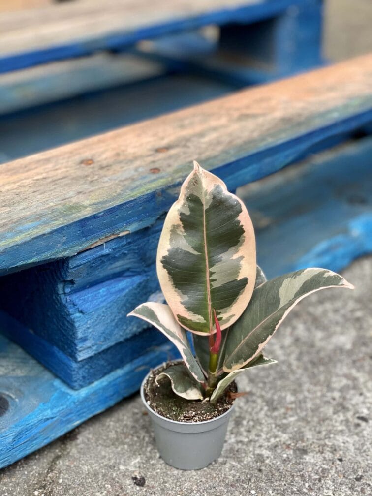 Zdjęcie rośliny Ficus Elastica Tineke, ujęcie 2