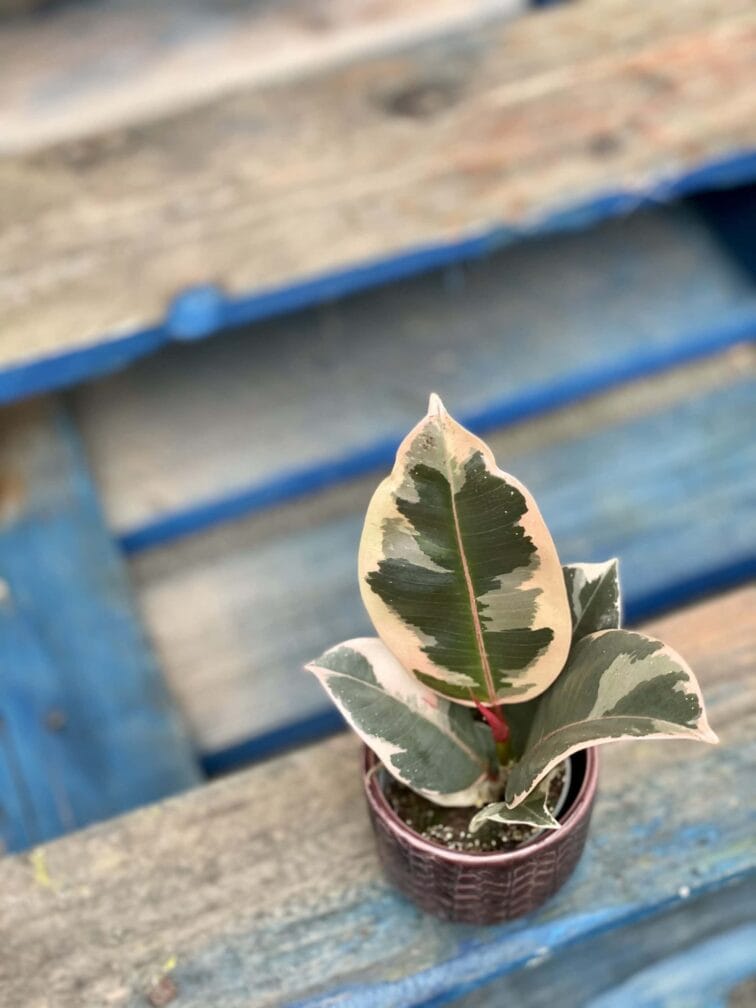 Zdjęcie rośliny Ficus Elastica Tineke, ujęcie 3