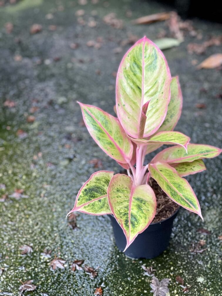 Zdjęcie rośliny Aglaonema Striptease, ujęcie 1