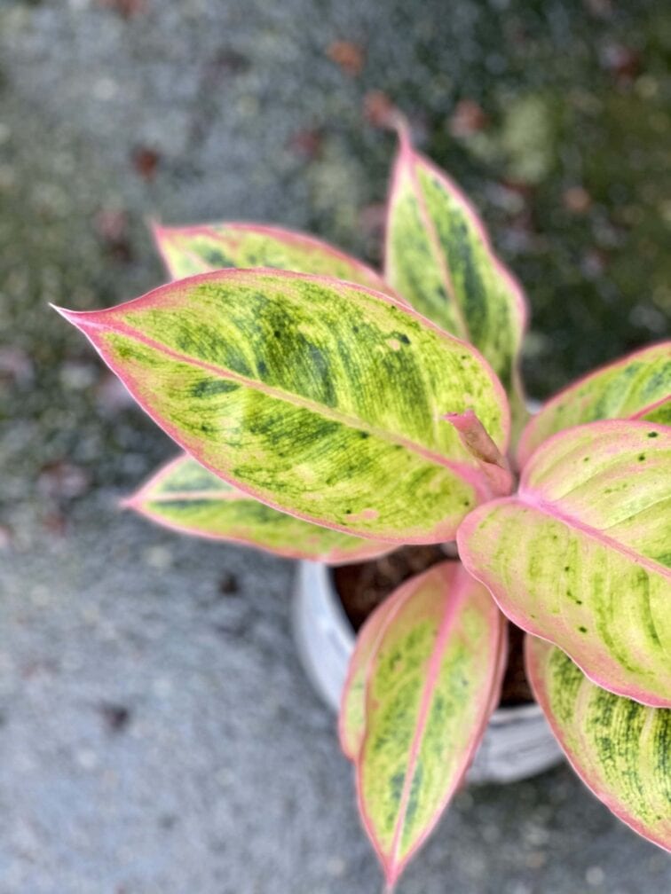 Zdjęcie rośliny Aglaonema Striptease, ujęcie 2