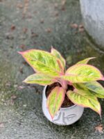 Zdjęcie rośliny Aglaonema Striptease, ujęcie 3