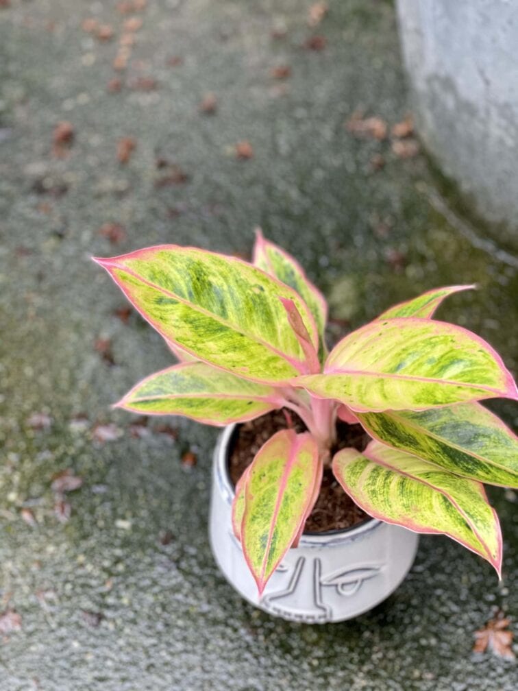 Zdjęcie rośliny Aglaonema Striptease, ujęcie 3