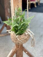 Zdjęcie rośliny Humata Tyermanii kokedama, ujęcie 1