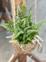 Zdjęcie rośliny Humata Tyermanii kokedama, ujęcie 2