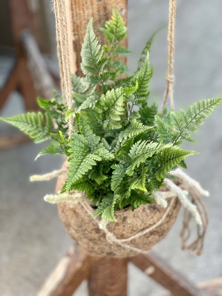 Zdjęcie rośliny Humata Tyermanii kokedama, ujęcie 2