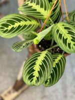 Zdjęcie rośliny Maranta Lemon Lime, ujęcie 3