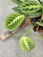 Zdjęcie rośliny Maranta Lemon Lime, ujęcie 4