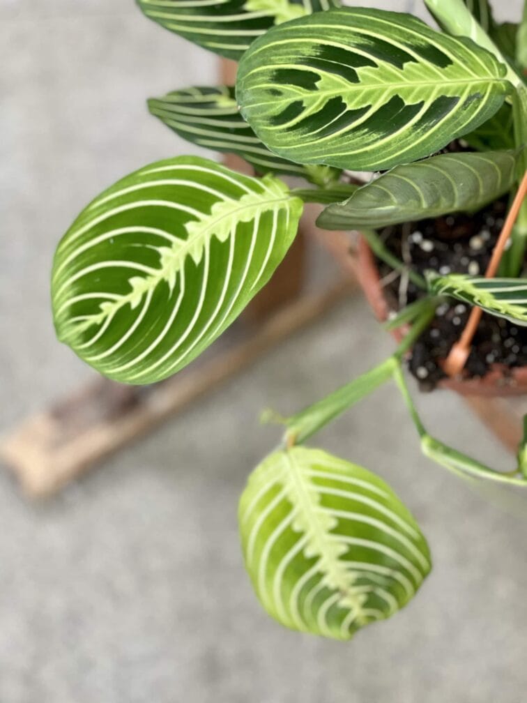 Zdjęcie rośliny Maranta Lemon Lime, ujęcie 4