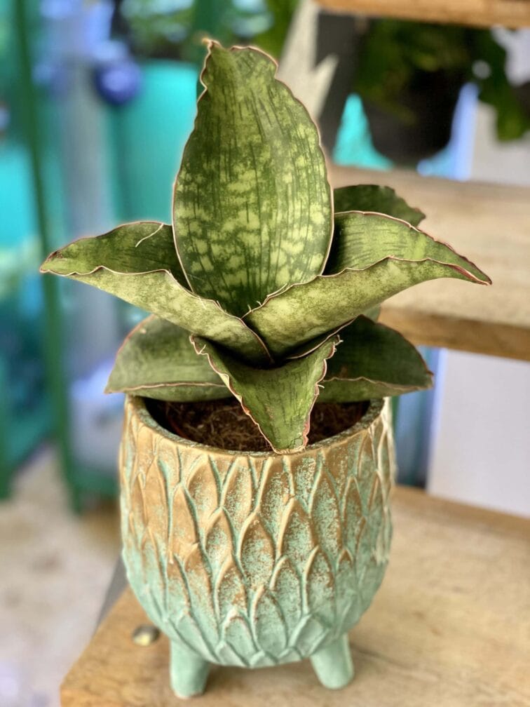 sansevieria-dragon-wings_12x30-1_1611844820.0.jpg Zdjęcie rośliny Sansevieria Dragon Wings, ujęcie 1