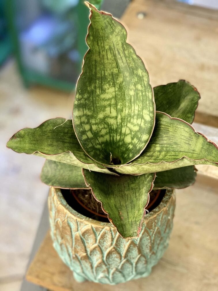 Zdjęcie rośliny Sansevieria Dragon Wings, ujęcie 2