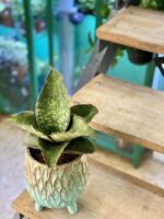 Zdjęcie rośliny Sansevieria Dragon Wings, ujęcie 3
