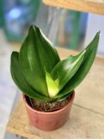Zdjęcie rośliny Sansevieria Black Dragon, ujęcie 1