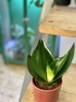 Zdjęcie rośliny Sansevieria Black Dragon, ujęcie 3