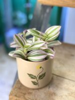 Zdjęcie rośliny Tradescantia Albiflora Nanouk (Trzykrotka Nanouk), ujęcie 1