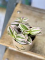 Zdjęcie rośliny Tradescantia Albiflora Nanouk (Trzykrotka Nanouk), ujęcie 2