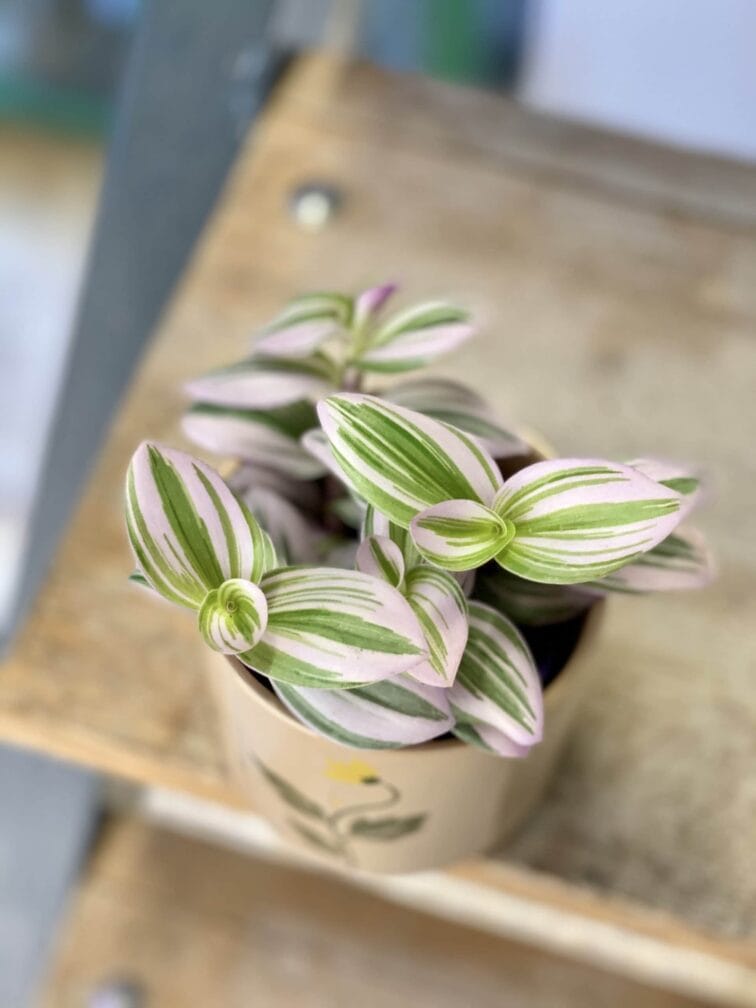 Zdjęcie rośliny Tradescantia Albiflora Nanouk (Trzykrotka Nanouk), ujęcie 2