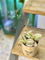 Zdjęcie rośliny Tradescantia Albiflora Nanouk (Trzykrotka Nanouk), ujęcie 3