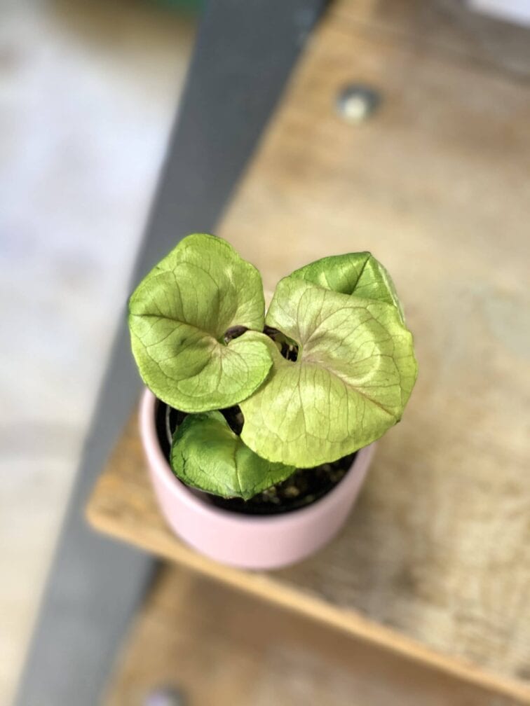 Zdjęcie rośliny Syngonium podophyllum Roxana, ujęcie 2