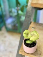Zdjęcie rośliny Syngonium podophyllum Roxana, ujęcie 3