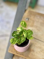 Zdjęcie rośliny Syngonium Pixie (Zroślicha), ujęcie 2